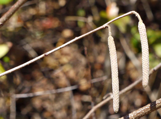 image of Corylus americana, American Hazelnut, American Filbert