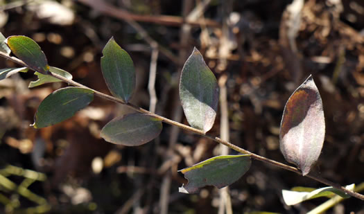 image of Symphyotrichum concolor var. concolor, Eastern Silvery Aster