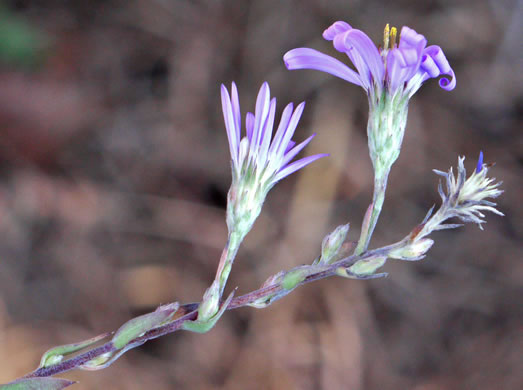 image of Symphyotrichum concolor var. concolor, Eastern Silvery Aster