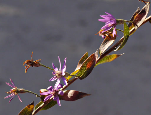 image of Symphyotrichum concolor var. concolor, Eastern Silvery Aster