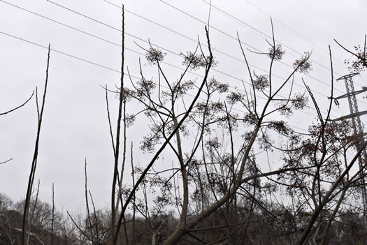 image of Melia azedarach, Chinaberry, Pride-of-India