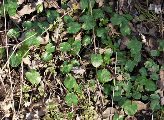 image of Ficaria verna ssp. verna, Fig Buttercup, Lesser Celandine, Pilewort