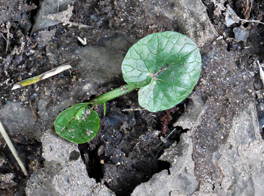 image of Ficaria verna ssp. ficariiformis, Fig Buttercup, Lesser Celandine, Pilewort