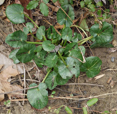 image of Ficaria verna ssp. ficariiformis, Fig Buttercup, Lesser Celandine, Pilewort