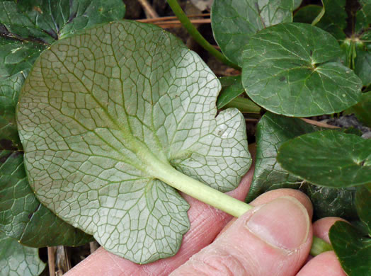 image of Ficaria verna ssp. ficariiformis, Fig Buttercup, Lesser Celandine, Pilewort