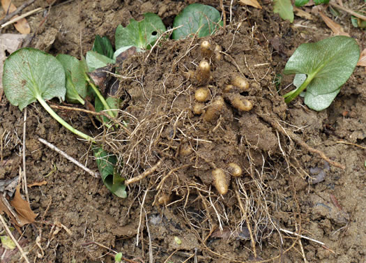 image of Ficaria verna ssp. ficariiformis, Fig Buttercup, Lesser Celandine, Pilewort