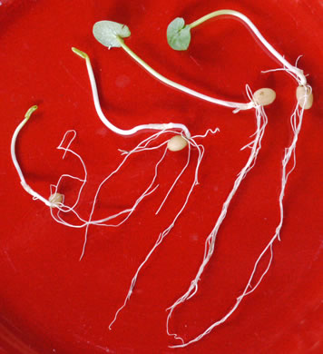 image of Ficaria verna ssp. ficariiformis, Fig Buttercup, Lesser Celandine, Pilewort