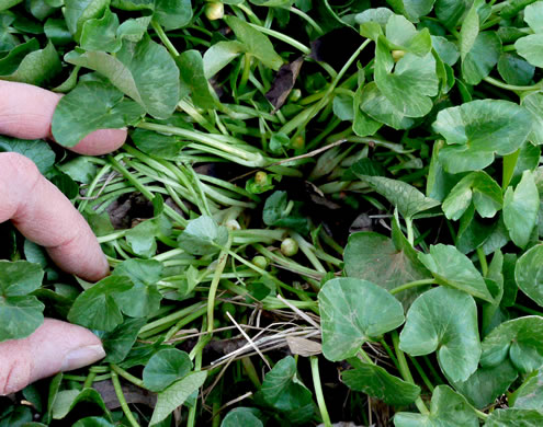 image of Ficaria verna ssp. calthifolia, Fig Buttercup, Lesser Celandine, Pilewort