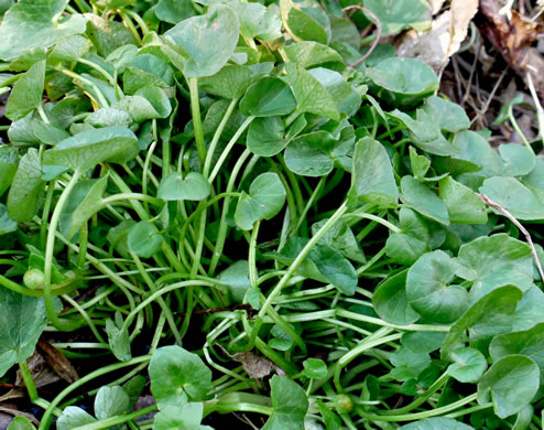 image of Ficaria verna ssp. calthifolia, Fig Buttercup, Lesser Celandine, Pilewort