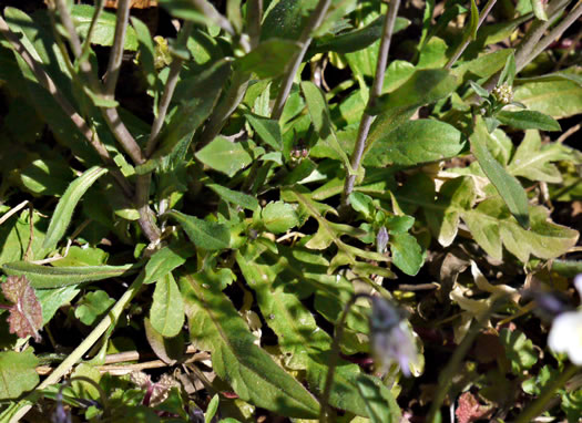leaf or frond of Capsella bursa-pastoris, Common Shepherd's Purse