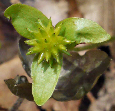 Hepatica acutiloba, Sharp-lobed Hepatica, Sharp-lobed Liverleaf