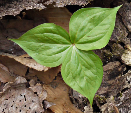 image of Trillium simile, Sweet White Trillium, Confusing Trillium, Jeweled Trillium