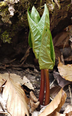 image of Trillium simile, Sweet White Trillium, Confusing Trillium, Jeweled Trillium