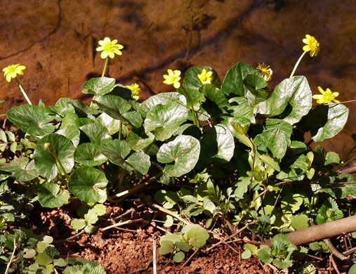 image of Ficaria verna ssp. ficariiformis, Fig Buttercup, Lesser Celandine, Pilewort