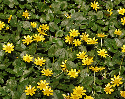 image of Ficaria verna ssp. ficariiformis, Fig Buttercup, Lesser Celandine, Pilewort