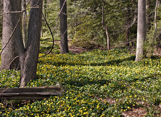 image of Ficaria verna ssp. ficariiformis, Fig Buttercup, Lesser Celandine, Pilewort