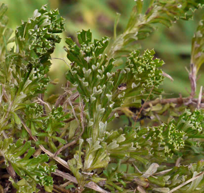 image of Facelis retusa, Trampweed, Fluffweed