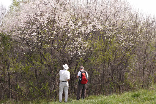 image of Prunus americana, American Wild Plum, Wild Plum