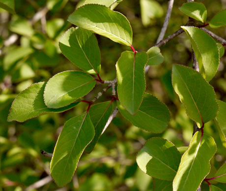 Blackhaw