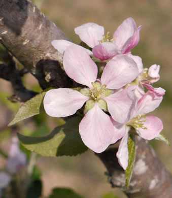 image of Malus domestica, Common Apple