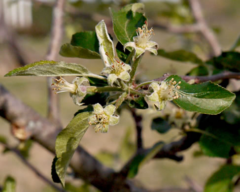 image of Malus domestica, Common Apple