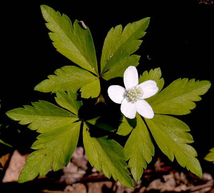 Wood Anemone