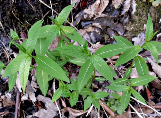 image of Chelone obliqua +, Purple Turtlehead