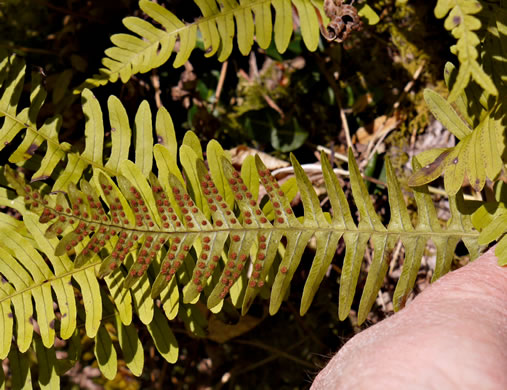 image of Polypodium appalachianum, Appalachian Rockcap Fern, Appalachian Polypody