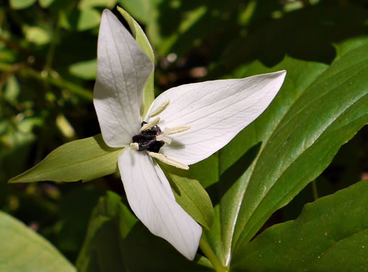 image of Trillium simile, Sweet White Trillium, Confusing Trillium, Jeweled Trillium