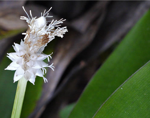 image of Carex fraseriana, Fraser's Sedge, Lily-leaf Sedge