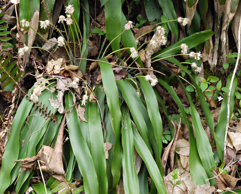 image of Carex fraseriana, Fraser's Sedge, Lily-leaf Sedge