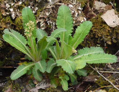 image of Micranthes micranthidifolia, Brook Lettuce, Mountain Lettuce, Branch Lettuce, Lettuceleaf Saxifrage