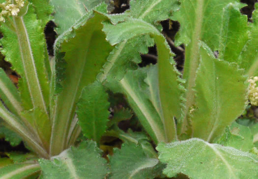 image of Micranthes micranthidifolia, Brook Lettuce, Mountain Lettuce, Branch Lettuce, Lettuceleaf Saxifrage