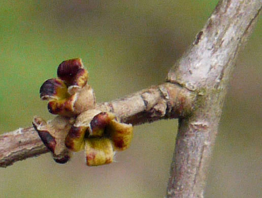 image of Hamamelis virginiana var. virginiana, Northern Witch-hazel