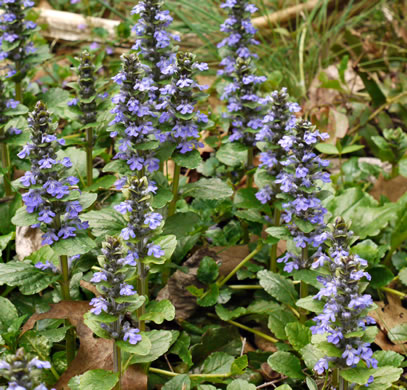 image of Ajuga reptans, Carpet Bugle, Bugle-weed