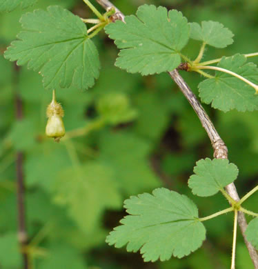 image of Ribes cynosbati, Prickly Gooseberry, Dogberry