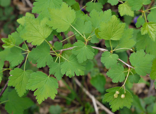 image of Ribes cynosbati, Prickly Gooseberry, Dogberry