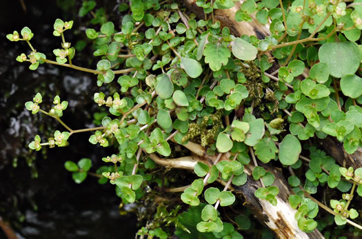 image of Chrysosplenium americanum, Golden-saxifrage, Water-carpet, Water-mat