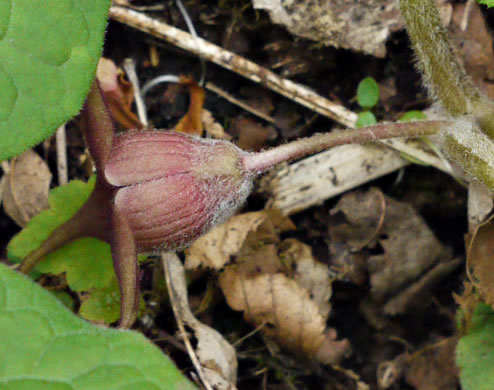 image of Asarum acuminatum, Acuminate Wild Ginger