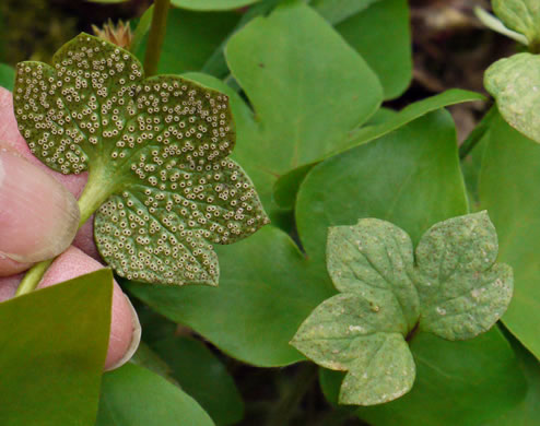 image of Hepatica acutiloba, Sharp-lobed Hepatica, Sharp-lobed Liverleaf