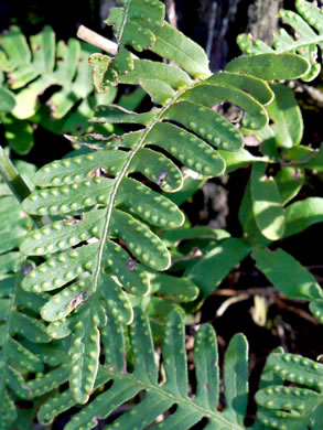 image of Pleopeltis michauxiana, Resurrection Fern, Scaly Polypody