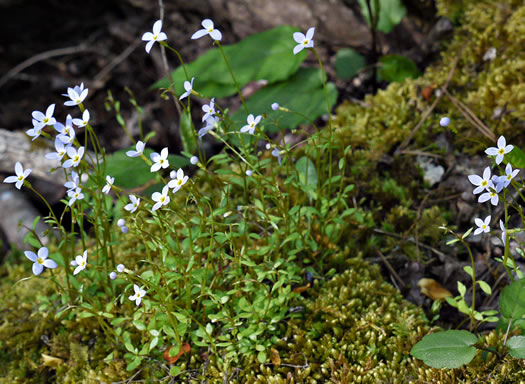 image of Houstonia caerulea, Quaker Ladies, Common Bluet, Innocence, Azure Bluet