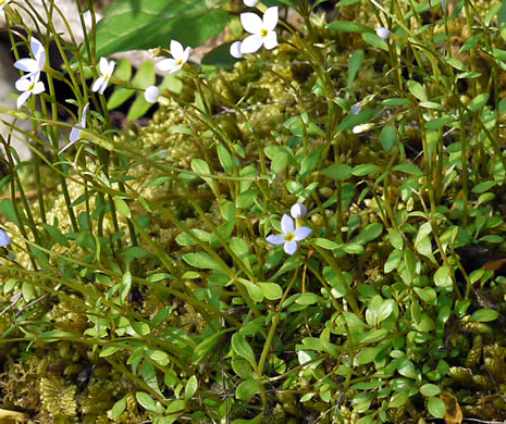 image of Houstonia caerulea, Quaker Ladies, Common Bluet, Innocence, Azure Bluet