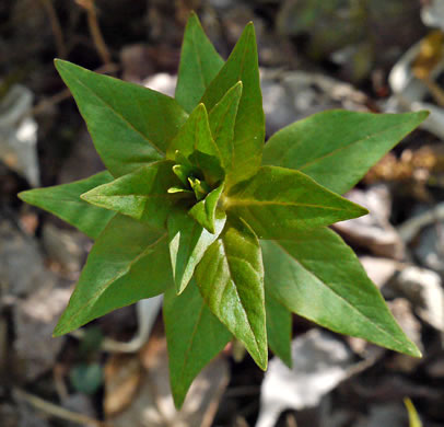 image of Lysimachia quadrifolia, Whorled Loosestrife