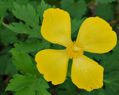 image of Stylophorum diphyllum, Celandine-poppy, Woods-poppy