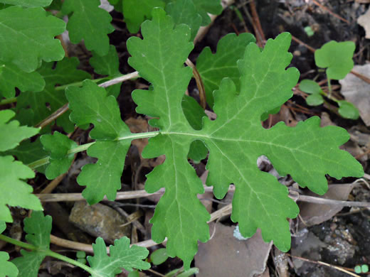 image of Stylophorum diphyllum, Celandine-poppy, Woods-poppy