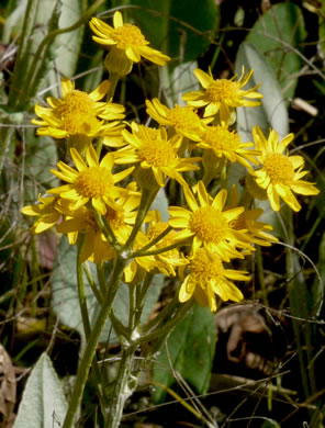 flower of Packera tomentosa, Woolly Ragwort