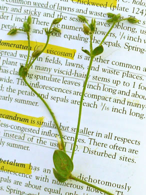 image of Cerastium brachypetalum, Gray Mouse-ear Chickweed, Gray Chickweed