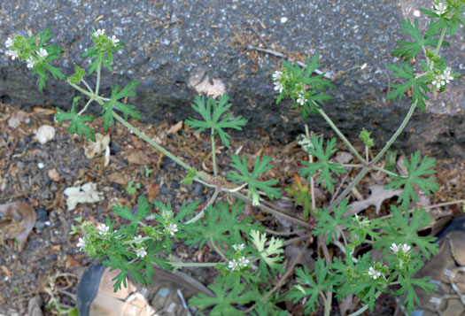 image of Geranium carolinianum, Carolina Cranesbill