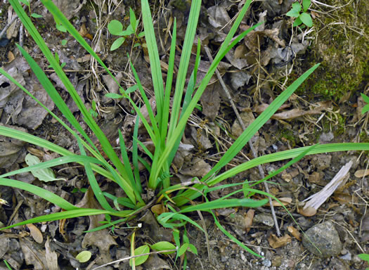 image of Sisyrinchium angustifolium, Narrowleaf Blue-eyed Grass, Stout Blue-eyed Grass
